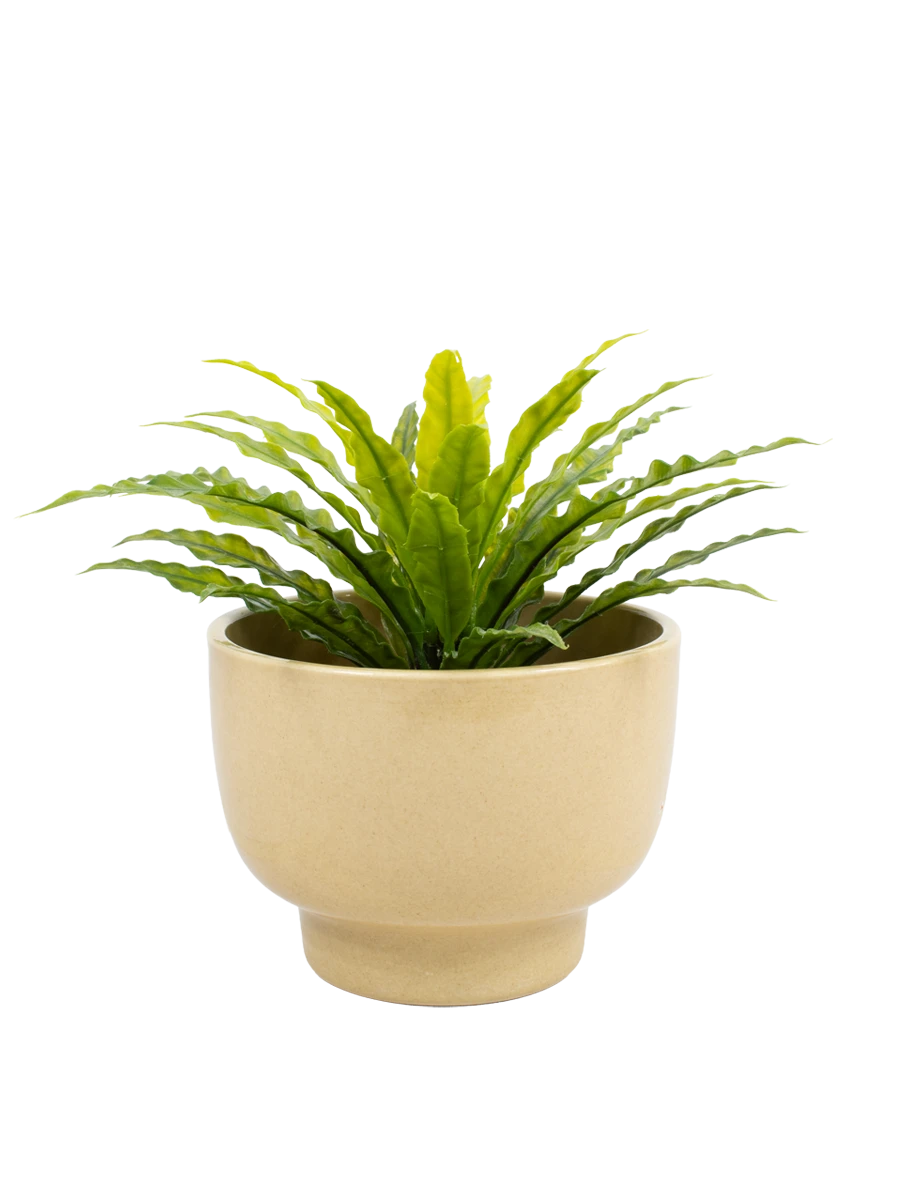 Puutarha